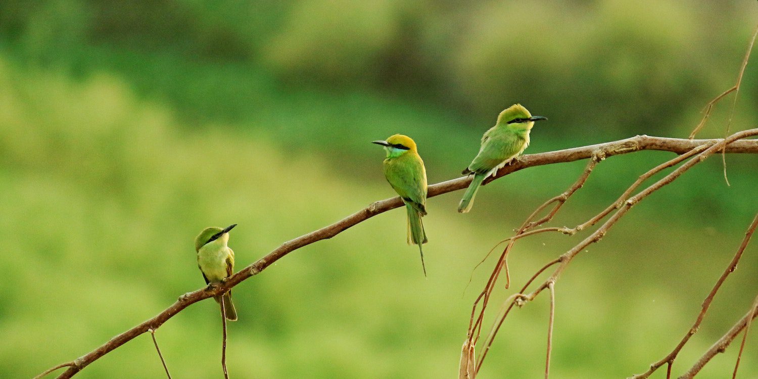 bird-conservation-stock