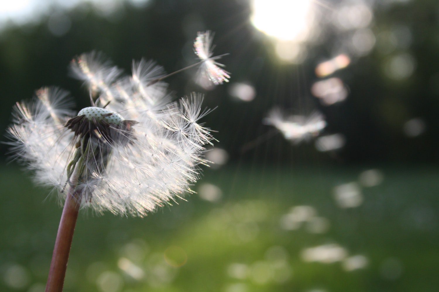 dandelion-luck-stock