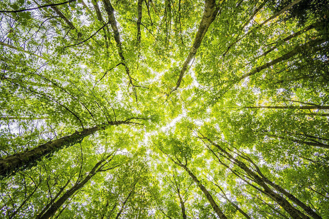 forest-stock